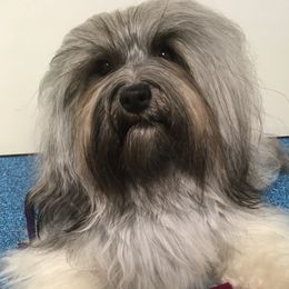 Shimmer - Havanese