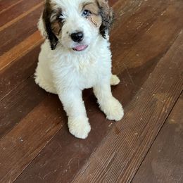 Chloe - Brown and white female Saint Berdoodle puppy in Newcastle, California from Darling Saint Berdoodles
