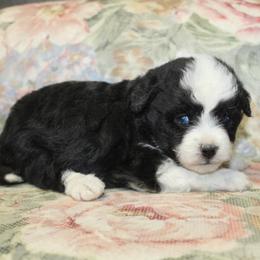 Bonnie - Black and white female Aussiedoodle puppy in Loretto, Tennessee from K Kountry Farm
