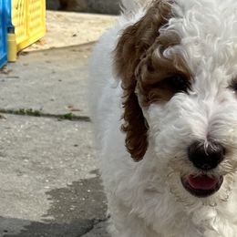 Goldendoodles from Sunset Goldendoodles 863