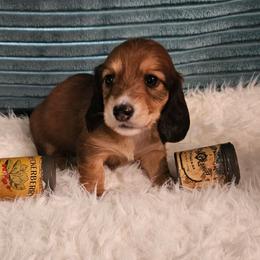 Geliy - Red male Dachshund puppy in Sylvania, Georgia from Dachshund and Co.