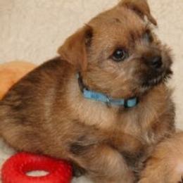 Norfolk Terrier and Norwich Terrier Puppies from Infinity Kennels