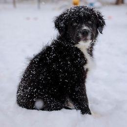 Australian Shepherd and Miniature Australian Shepherd Puppies from Black Hills Aussies