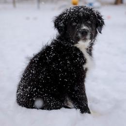 Australian Shepherd and Miniature Australian Shepherd Puppies from Black Hills Aussies