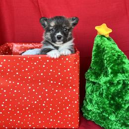 Amelia - Brindle and white female American Corgi puppy in Washington, Arkansas from Foxy Knoll Farm