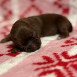 Olive - Chocolate female Shih Tzu puppy in Sharon, Pennsylvania from Keystone Danes and Shih tzus