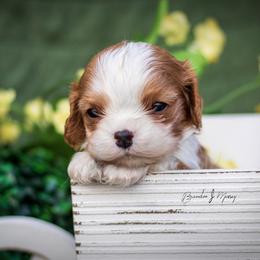Cavalier King Charles Spaniel and Dalmatian Puppies from Cadence Hall