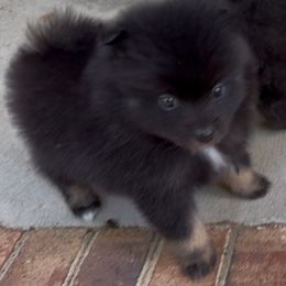 Tootie - Black and tan female Pomeranian puppy in Eden, North Carolina from Whippoorwill Pomeranians