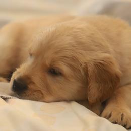 Golden Retriever Puppies from Golden M Family Farms