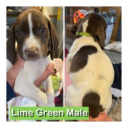 Lime green - Liver and white male German Shorthaired Pointer puppy in Beaverdam, Virginia from Harts Hill Kennel