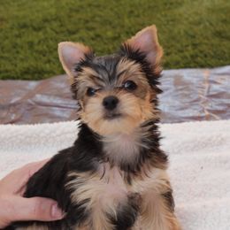 Yorkshire Terrier Puppies from Madame Yorkie