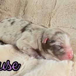 Muse - Red merle female Australian Shepherd puppy in Albion, Michigan from Northern Lights Aussies (NL Aussies)
