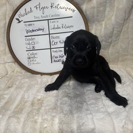 Wednesday - Black female Labrador Retriever puppy in Troy, South Carolina from Wicked Flyer Retrievers