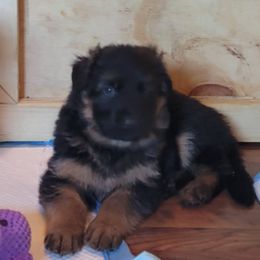 German Shepherd Puppies from Camo  Creek German Shepherds