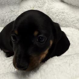 Dachshunds from The Southern Sasuage Co