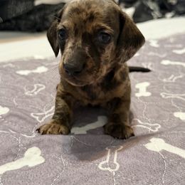 Moose - Dapple male Dachshund puppy in Raeford, North Carolina from Army of Dachshunds