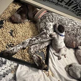 German Shorthaired Pointer Puppies from Bequest German Shorthaired Pointers
