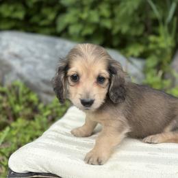 Boy 3 - male Dachshund puppy in Crystal, Michigan from Mare-bella Dachshunds