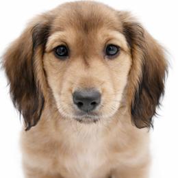 ARMANI- AKC Import Lines - Cream male Dachshund puppy in Coweta, Oklahoma from Sunnyside Dachshunds