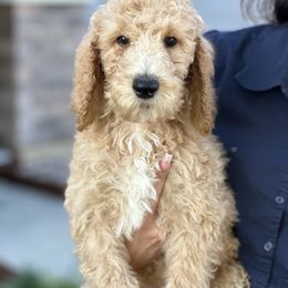Charlie - Parti male Poodle puppy in Calimesa, California from Coriander Farm Pups