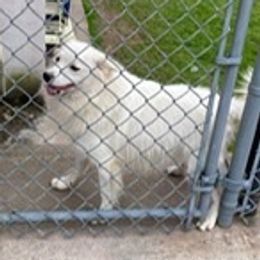 Cameron - American Eskimo Dog