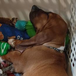 Basset Hounds from Stacey Claar