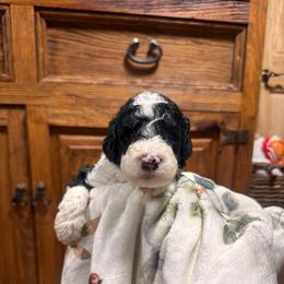 Emerald - Black and white male Bernedoodle puppy in Carmichaels, Pennsylvania from JensenBelle Doodles