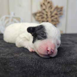 Astro - Parti male Poodle puppy in Doerun, Georgia from Twig & Tail Puppies