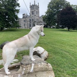 Zira - Siberian Husky