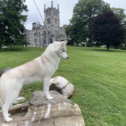 Zira - Siberian Husky