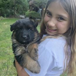 German Shepherd Puppies from Elite Von Haus German Shepherds