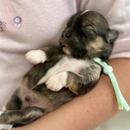 Mint Collar (Bowser) - Gold sable male Havanese puppy in Silverton, Oregon from PNW Havanese