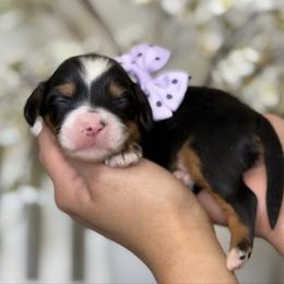 Blossom - Purple - Tri-color female Bernedoodle puppy in Yuciapa, California from AlltheDoodlez_