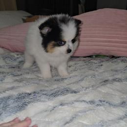 Mabry - Black and tan parti male Pomeranian puppy in Angleton, Texas from Pomeranian Palace, LLC