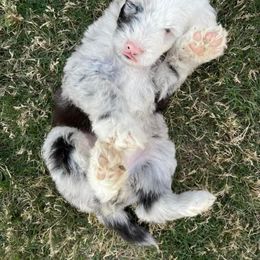 Sheepadoodle Puppies from Zydeco Doodles