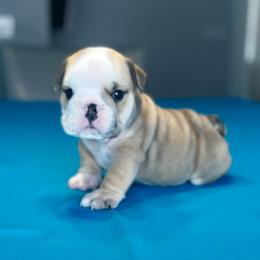 Oliver - Fawn and white male Bulldog puppy in Lutz, Florida from Romanov’s  Bulldogs