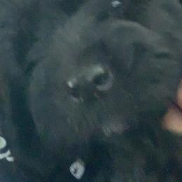 Sheepadoodle Puppies from Riley Grace Puppies