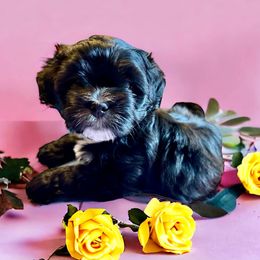 Shihpoo and Shih Tzu Puppies from Lilli’s Shih tzus and Shih poos