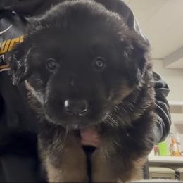 Boy 1 - Aqua Collar - Black and red male German Shepherd puppy in Valley Springs, South Dakota from Von Pasch German Shepherds