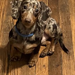 Tabby - Dachshund