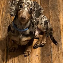 Tabby - Dachshund