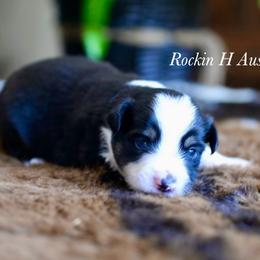 Boy 2 - Black tri male Toy Australian Shepherd puppy in Russellville, Arkansas from Rockin H Aussies