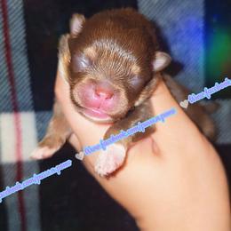 Chocolate and Tan - Chocolate and tan female Pomeranian puppy in Albany, Oregon from Purrs N Poms