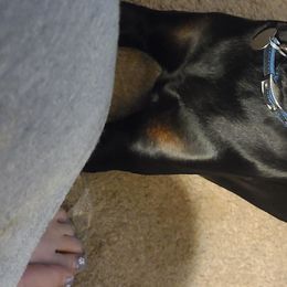 Doberman Pinscher All Grown Up from Ozark Mountain Royal Doberman