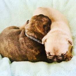 French Bulldog Puppies from Frenchie Paws
