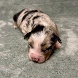 Misty - Blue merle female Australian Shepherd puppy in Oxford, Florida from SoCo Aussies