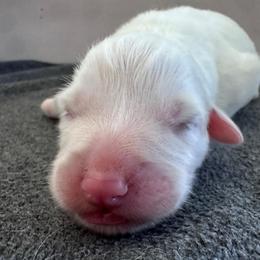 Caroline - White female Great Pyrenees puppy in Murfreesboro, Tennessee from Storybook Tails Farm