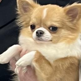 Thor - Chihuahua