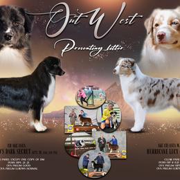 Australian Shepherd puppies from Out West Aussies