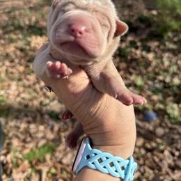 Holly - Cream female Chinese Shar-Pei puppy in North Carolina from Amy Mahaffey's Chinese Shar-Pei
